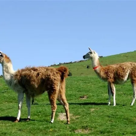 Appartement 4 Pers - Pied Des Pistes - Parking - Animaux Autorises - Fr-1-404-50 La Mongie